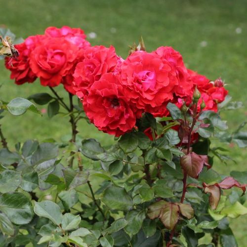 Tmavočervená - Stromkové ruže,  kvety kvitnú v skupinkáchstromková ruža s kríkovitou tvarou koruny